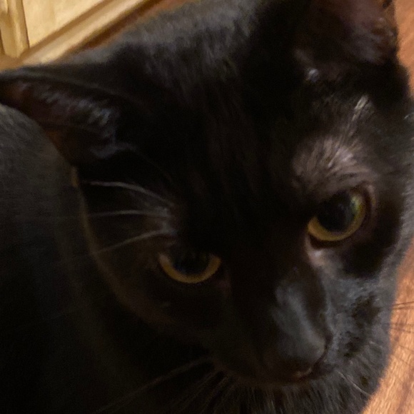 Meet your Posher, Coco’s Co - Picture 1 of 1